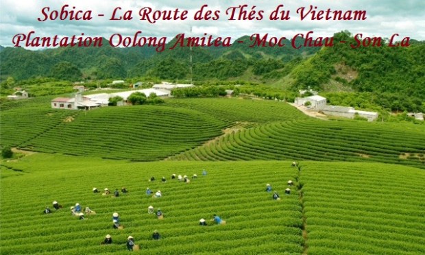 1 Plantation Oolong AMITEA Moc Chau - Province Son La