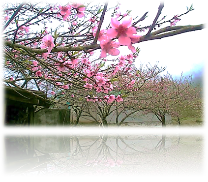 bài chú Tòng 1