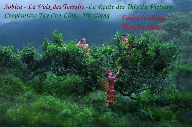 3 1 Coopérative Tay Con Linh